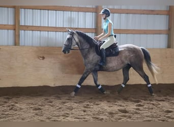 American Quarter Horse, Wallach, 7 Jahre, 15,2 hh, Schimmel