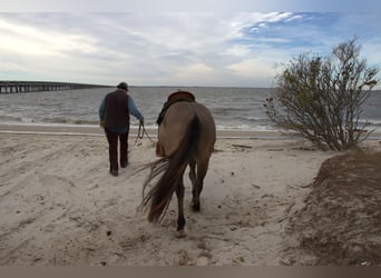 American Quarter Horse, Gelding, 7 years, 15.2 hh, Grullo