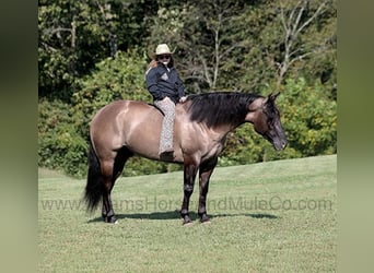 American Quarter Horse, Gelding, 7 years, 15.2 hh, Grullo