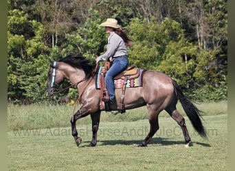American Quarter Horse, Gelding, 7 years, 15.2 hh, Grullo