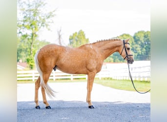 American Quarter Horse, Gelding, 7 years, 15,2 hh, Palomino