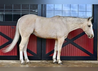 American Quarter Horse, Gelding, 7 years, 15,2 hh, Palomino