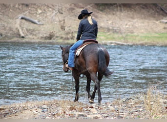 American Quarter Horse, Gelding, 7 years, 15.2 hh, Roan-Blue