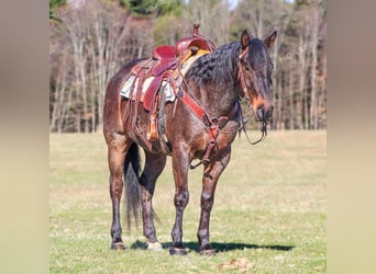 American Quarter Horse, Gelding, 7 years, 15.2 hh, Roan-Blue