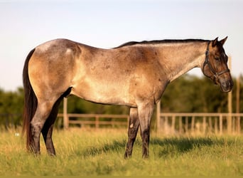 American Quarter Horse, Gelding, 7 years, 15,2 hh, Roan-Blue