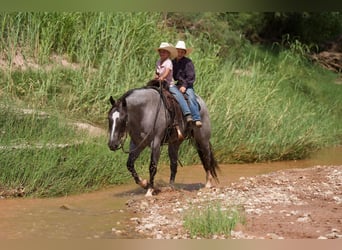 American Quarter Horse, Gelding, 7 years, 15,2 hh, Roan-Red