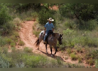 American Quarter Horse, Gelding, 7 years, 15,2 hh, Roan-Red