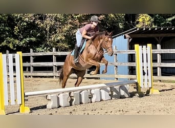 American Quarter Horse, Gelding, 7 years, 15.2 hh, Roan-Red