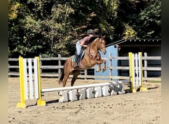 American Quarter Horse, Gelding, 7 years, 15.2 hh, Roan-Red