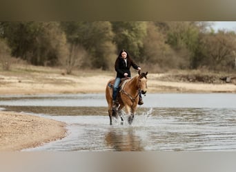 American Quarter Horse, Gelding, 7 years, 15.3 hh, Buckskin