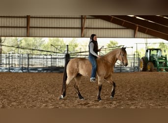 American Quarter Horse, Gelding, 7 years, 15.3 hh, Buckskin