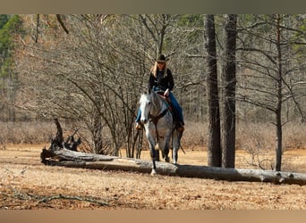 American Quarter Horse, Gelding, 7 years, 15.3 hh, Grey