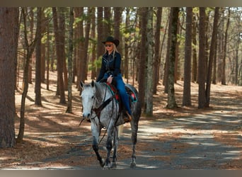 American Quarter Horse, Gelding, 7 years, 15.3 hh, Grey