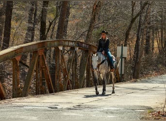 American Quarter Horse, Gelding, 7 years, 15.3 hh, Grey