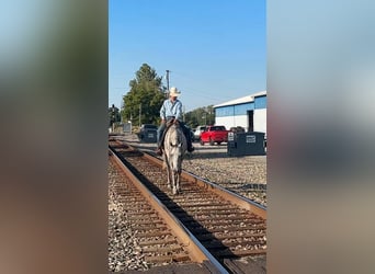 American Quarter Horse, Gelding, 7 years, 15.3 hh, Grey