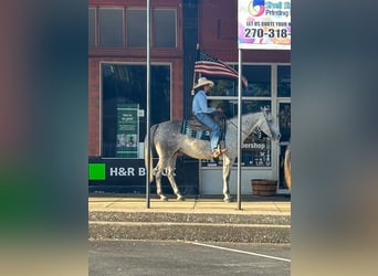 American Quarter Horse, Gelding, 7 years, 15.3 hh, Grey