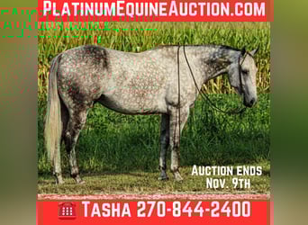American Quarter Horse, Gelding, 7 years, 15.3 hh, Grey