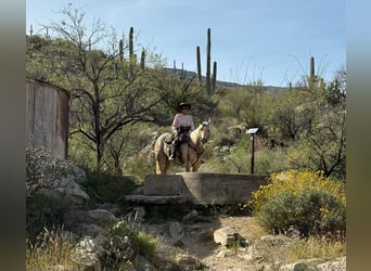 American Quarter Horse, Gelding, 7 years, 15.3 hh, Palomino