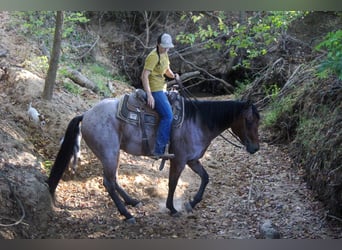 American Quarter Horse, Gelding, 7 years, 15.3 hh, Roan-Bay