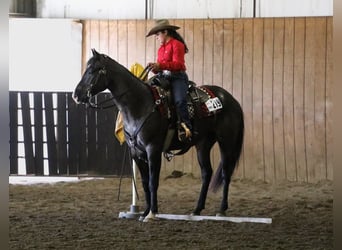 American Quarter Horse, Gelding, 7 years, 15,3 hh, Roan-Blue