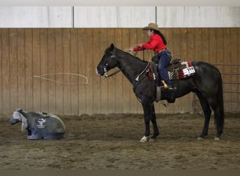 American Quarter Horse, Gelding, 7 years, 15.3 hh, Roan-Blue