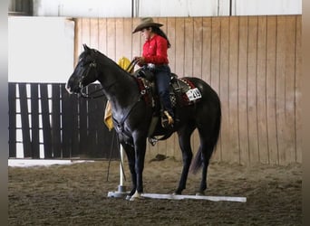 American Quarter Horse, Gelding, 7 years, 15.3 hh, Roan-Blue