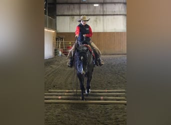 American Quarter Horse, Gelding, 7 years, 15.3 hh, Roan-Blue