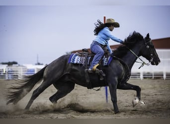 American Quarter Horse, Gelding, 7 years, 15.3 hh, Roan-Blue