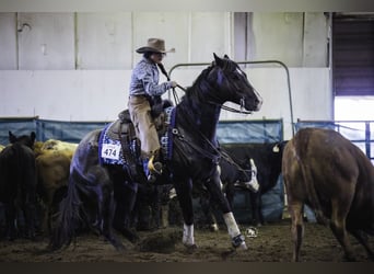 American Quarter Horse, Gelding, 7 years, 15.3 hh, Roan-Blue