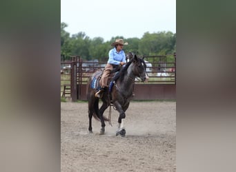American Quarter Horse, Gelding, 7 years, 15.3 hh, Roan-Blue