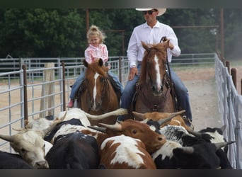 American Quarter Horse, Gelding, 7 years, 15.3 hh, Roan-Red