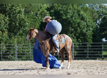 American Quarter Horse, Gelding, 7 years, 15.3 hh, Roan-Red