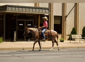 American Quarter Horse, Gelding, 7 years, 15.3 hh, Roan-Red