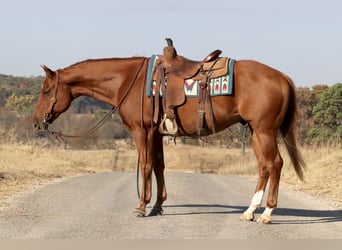 American Quarter Horse, Wallach, 7 Jahre, 15,3 hh, Rotfuchs