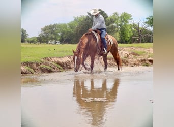 American Quarter Horse, Gelding, 7 years, 15.3 hh, Sorrel