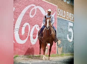 American Quarter Horse, Gelding, 7 years, 15.3 hh, Sorrel