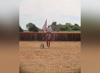 American Quarter Horse, Gelding, 7 years, 15.3 hh, Sorrel