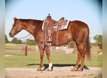 American Quarter Horse, Gelding, 7 years, 15.3 hh, Sorrel