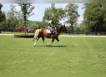 American Quarter Horse, Gelding, 7 years, 15.3 hh, Tobiano-all-colors
