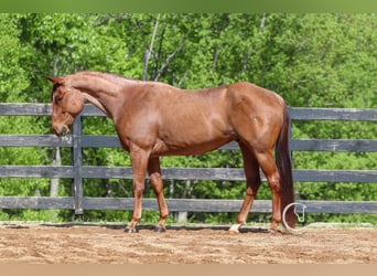 American Quarter Horse, Gelding, 7 years, 15.3 hh