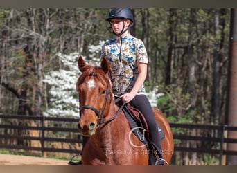 American Quarter Horse, Gelding, 7 years, 15.3 hh