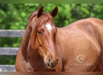 American Quarter Horse, Gelding, 7 years, 15.3 hh