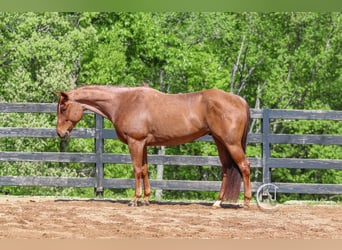 American Quarter Horse, Gelding, 7 years, 15.3 hh