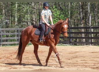 American Quarter Horse, Gelding, 7 years, 15.3 hh