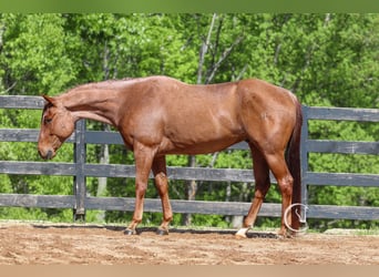 American Quarter Horse, Gelding, 7 years, 15.3 hh