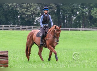 American Quarter Horse, Gelding, 7 years, 15.3 hh