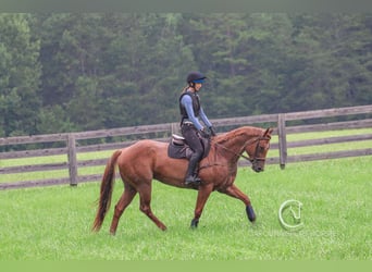 American Quarter Horse, Gelding, 7 years, 15.3 hh