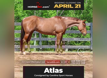 American Quarter Horse, Gelding, 7 years, 15.3 hh