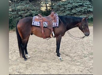 American Quarter Horse, Gelding, 7 years, 15 hh, Bay