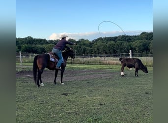 American Quarter Horse, Gelding, 7 years, 15 hh, Bay